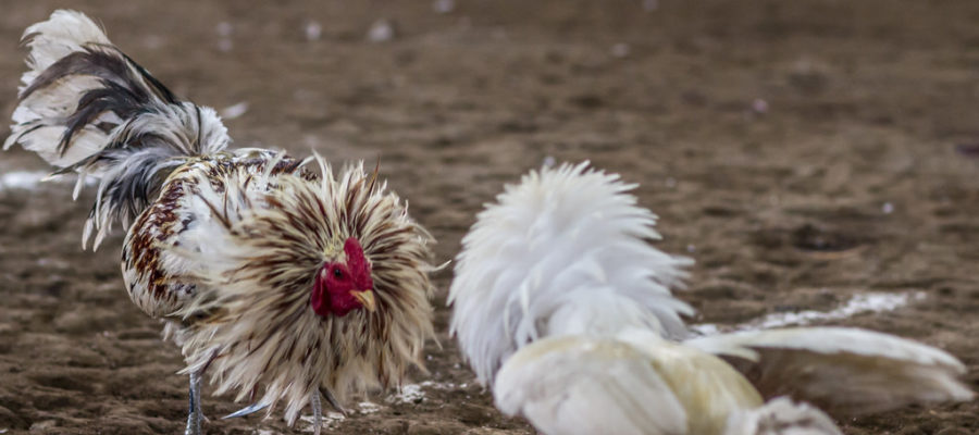 Nikmati Keuntungan Bermain Judi Sabung Ayam Online