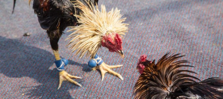 Panduan Cara Bermain Judi Sabung Ayam Online