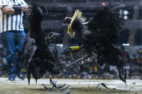 Sabung Ayam Murah S128 Yang Dimainkan Dari Smartphone