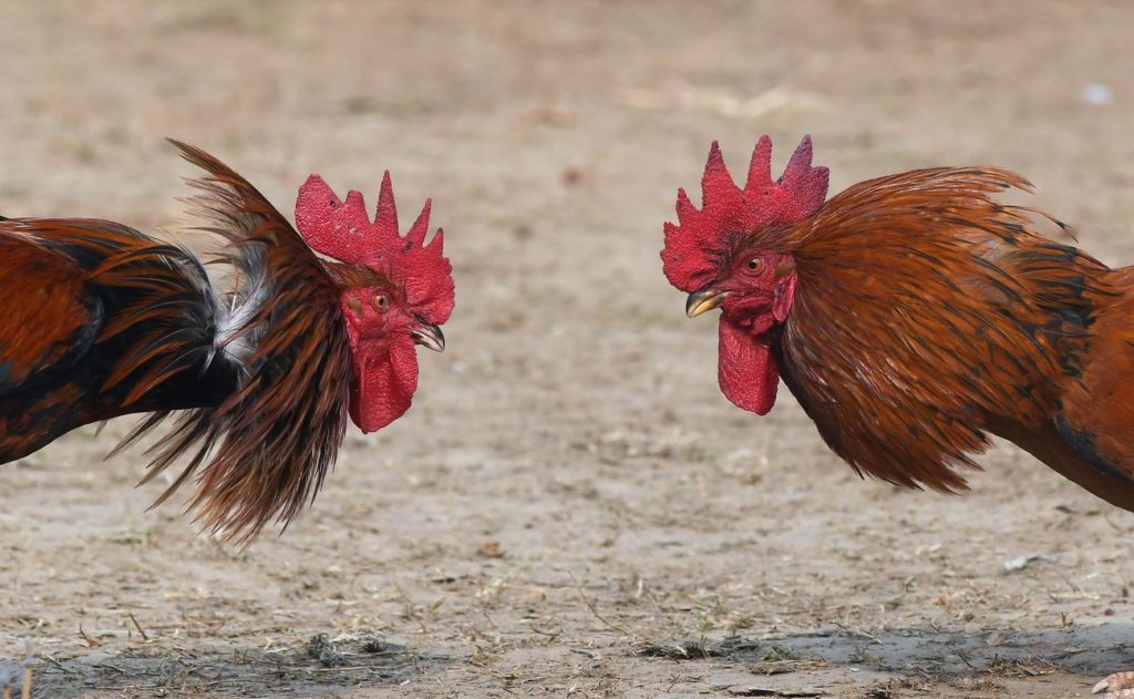 Taruhan Sabung Ayam Dari Smartphone