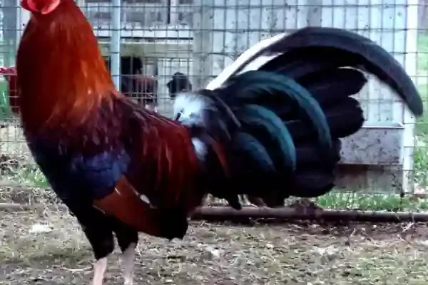 Etika dan Tips Bermain Sabung Ayam Online Secara Bertanggung Jawab