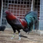 Mengenal Sabung Ayam S128: Panduan Lengkap untuk Pemula di Tahun 2026